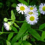 Erigeron annuus പുഷ്പം