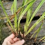 Carex laevigata Blad