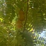 Tamarindus indica फल