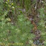 Artemisia chamaemelifolia Buveinė