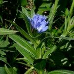 Buglossoides gastonii その他の提案
