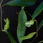 Philodendron surinamense Flower