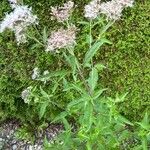 Eutrochium purpureum Other