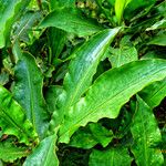 Palisota hirsuta Hostoa