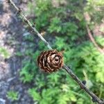 Larix occidentalis Fruto