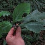 Psychotria peduncularis