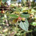 Cotoneaster dielsianus ഫലം