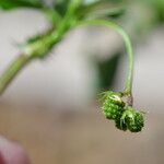 Medicago murex Fruit