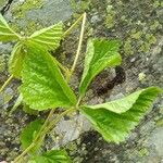 Rubus saxatilis Φύλλο