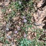 Spergularia diandra Flor