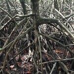 Rhizophora mangle Habitus