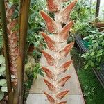 Heliconia vellerigera Flor