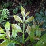 Quassia amara Hoja