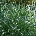 Phalaris arundinacea Feuille