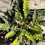 Asplenium ceterach Φύλλο