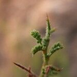 Adesmia polyphylla Лист