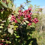 Pistacia lentiscus Frutto