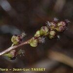 Triglochin palustris Çiçek