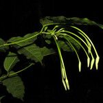 Posoqueria longiflora പുഷ്പം
