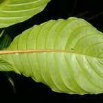 Hoffmannia josefina Leaf
