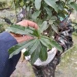 Cordia americana Leaf