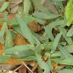 Sesuvium portulacastrum Leht