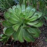 Aeonium hierrense Habitus