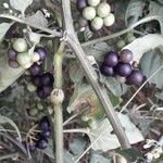 Solanum nigrum Gyümölcs