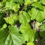 Vitis aestivalisLeaf