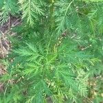 Artemisia annua Blatt