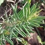 Grevillea juniperina Leaf