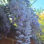 Wisteria floribundaVirág