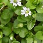 Stellaria media Blüte