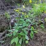 Hieracium prenanthoidesBlatt