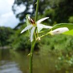 Solanum monachophyllum Flower