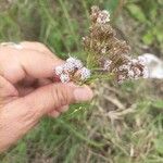 Chromolaena hirsuta Flower