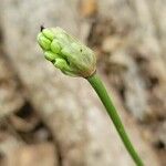 Allium tricoccum Blomst