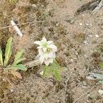 Monarda punctata फूल