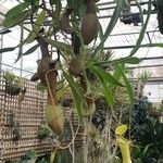 Nepenthes mirabilis ᱥᱟᱠᱟᱢ