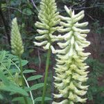 Astragalus canadensis Характер