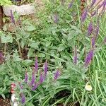 Salvia nemorosa 整株植物