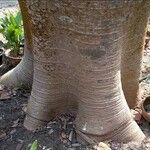 Schizolobium parahyba Corteza