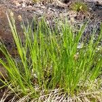 Carex stricta عادت