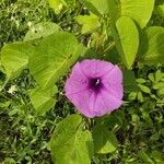 Ipomoea asarifolia Λουλούδι