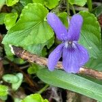 Viola reichenbachiana Leaf