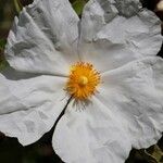 Cistus × aguilariFlower