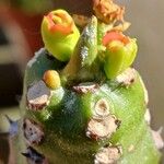 Euphorbia neriifolia Flor