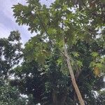 Cecropia schreberiana Hábito