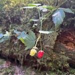 Rubus ursinus 果實