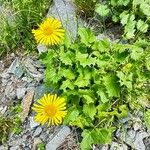 Doronicum carpaticum ശീലം